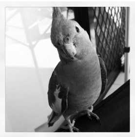 Lost Cockatiel