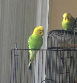 Lost Parakeet