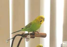 Lost Parakeet