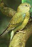 Lost Red Rump Parakeet