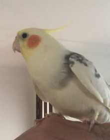 Lost Cockatiel