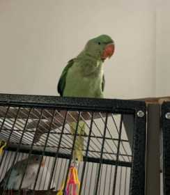 Lost Alexandrine