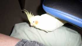 Lost Cockatiel