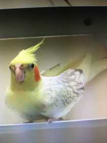 Lost Cockatiel