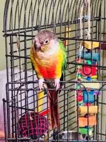 Lost Conure