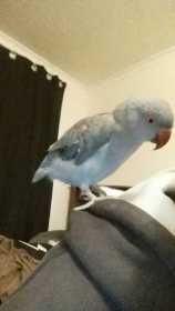 Lost Australian Ringneck Parakeet