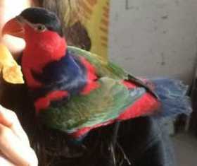 Lost Lory / Lorikeet