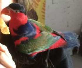 Lost Lory / Lorikeet