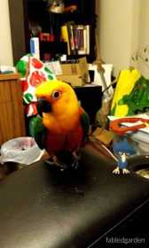 Lost Conure