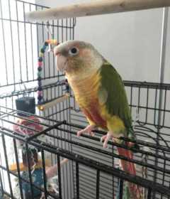 Lost Conure