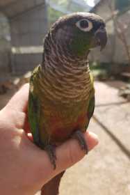 Lost Conure