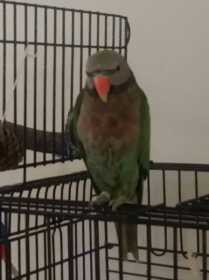 Lost Mustached / Moustached Parakeet