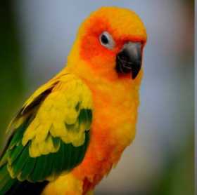 Lost Conure