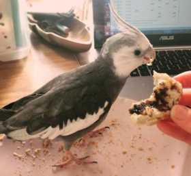 Lost Cockatiel