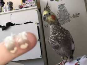 Lost Cockatiel