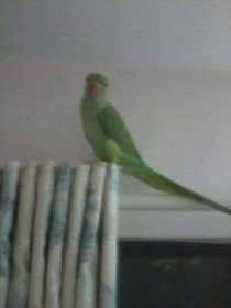 Lost Indian Ringneck Parakeet