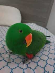 Lost Eclectus