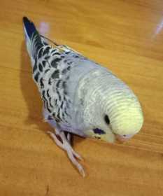 Lost Budgerigar