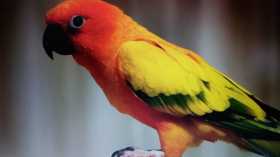 Lost Conure