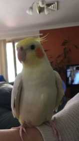 Lost Cockatiel