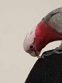 Lost Galah Cockatoo