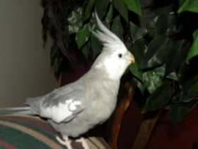 Lost Cockatiel