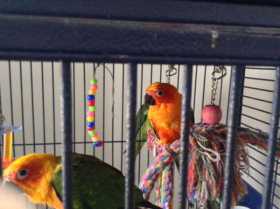 Lost Conure