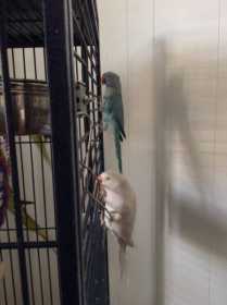 Lost Indian Ringneck Parakeet