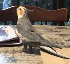 Lost Cockatiel