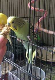 Lost Budgerigar