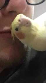 Lost Cockatiel