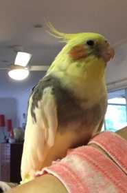 Lost Cockatiel