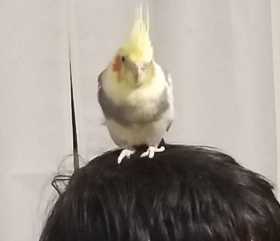 Lost Cockatiel