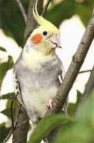 Lost Cockatiel