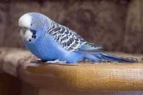 Lost Budgerigar