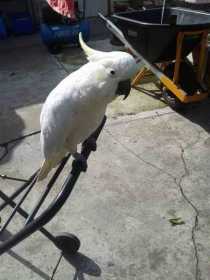 Lost Cockatoo