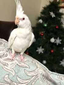 Lost Cockatiel