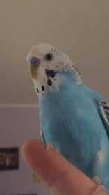 Lost Budgerigar