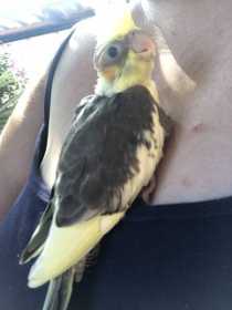 Lost Cockatiel