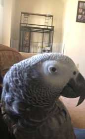 Lost African Grey