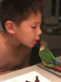 Lost Conure