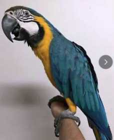 Lost Macaw