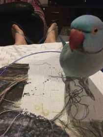 Lost Indian Ringneck Parakeet