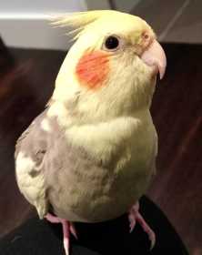 Lost Cockatiel