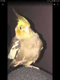 Lost Cockatiel