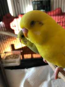 Lost Budgerigar