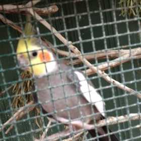 Lost Cockatiel