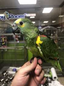 Lost Amazon
