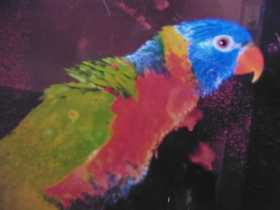 Lost Lory / Lorikeet