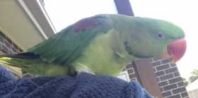 Lost Alexandrine